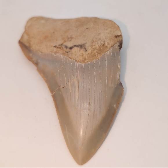 Real Otodus Megalodon Fossilized Shark Tooth 3.25 - Picture 11 of 11